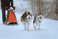 Sledge dogs Royalty Free Stock Photo