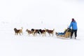 Sledge dogs in the snowy country