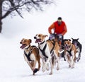 Sledge dogs in speed racing