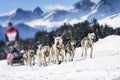 Sledge dogs in speed racing Royalty Free Stock Photo