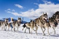 Sledge dogs in speed racing