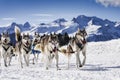 Sledge dogs in speed racing