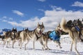 Sledge dogs in speed racing