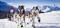 Sledge dogs in speed racing Royalty Free Stock Photo