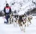 Sledge dogs in speed racing