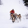 Sledge dogs in speed racing Royalty Free Stock Photo