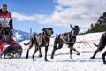 Sledge dogs in speed racing