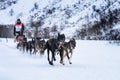 Sledge dogs in speed racing Royalty Free Stock Photo