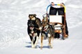 Sledge dogs in speed racing