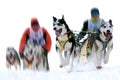 Sledge dogs in speed racing