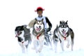 Sledge dogs in speed racing