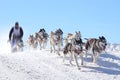 Sledge dogs in speed racing