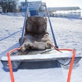 Sleds racing sled dogs