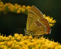 Sleedoornpage, Brown Hairstreak, Thecla betulae