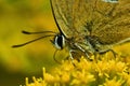 Sleedoornpage, Brown Hairstreak, Thecla betulae