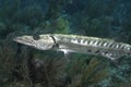 A sleek Barracuda underwater Royalty Free Stock Photo
