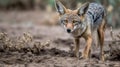 A black-backed jackal scavenging for food created with Generative AI