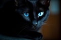 Sleek Black cat blue eyes. Generate Ai Royalty Free Stock Photo