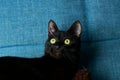 Sleek black feline lounging comfortably on a navy blue sofa. Royalty Free Stock Photo