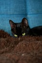 Sleek black feline lounging comfortably on a navy blue sofa. Royalty Free Stock Photo