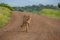 Sleek cheetah in the African bush