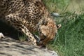 Sleek Cheetah Licking Something Off of a Rock