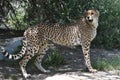 Sleek Cheetah Standing on a Rock and Looking Over His Shoulder