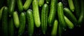 Cluster of fresh sleek cucumbers with dew, glistening with water droplets against a dark backdrop