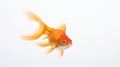 Sleek Goldfish Swimming Against White Background - Stunning 8k National Geographic Photo