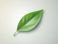 A sleek green leaf vector icon placed on a solid matte