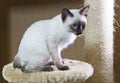 Sleek haired kitten of Siamese type Mekong bobtail