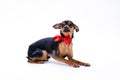 Sleek-haired toy-terrier with red bow. Royalty Free Stock Photo