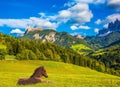 A sleek horse resting in the tall grass