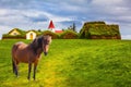 Sleek Icelandic horse grazes on a green lawn