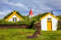 Sleek Icelandic horse on green lawn