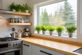 sleek kitchen with herb garden on windowsill