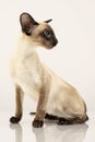 Purebred Oriental Siamese cat with blue eyes posing in studio. Royalty Free Stock Photo