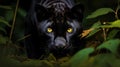 A sleek and powerful black panther prowls through the underbrush