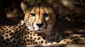 A cheetah lounging in the shade created with Generative AI