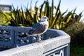 Sleek 
seagull perched atop a railing on a sunny day Royalty Free Stock Photo