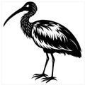 A sleek silhouette depicts an ibis bird, its graceful form captured in bold black and white lines.