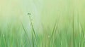 A sleek and simple background with a fresh green grass with dewdrops. Royalty Free Stock Photo