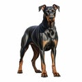 Sleek And Stylized Doberman Pinscher 3d Illustration On White Background