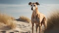 Sleek And Stylized Dog Standing In Sand - Lensbaby Composer Pro Ii