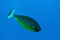 Sleek unicornfish