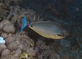 A Sleek Unicornfish Naso hexacanthus in the Red Sea Royalty Free Stock Photo