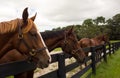 Beautiful yearlings gazing over a paddock fence at a training facility in florida