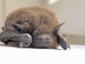 Sleep of bat