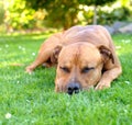 Sleep bull terrier Royalty Free Stock Photo