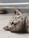 Sleep Cat with the best angel viem Royalty Free Stock Photo